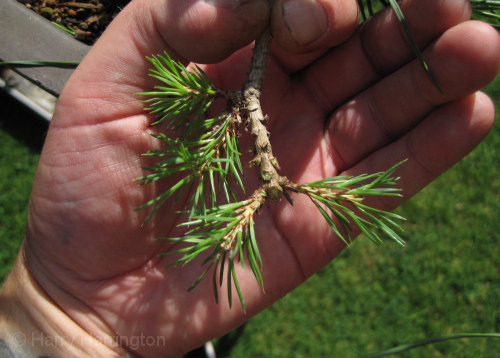 bonsai pine trimming